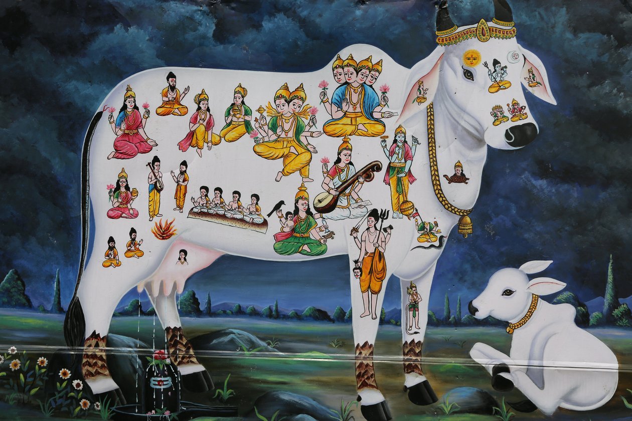 हिंदू पेंटिंग। पवित्र गाय और बछड़ा। भारत द्वारा अज्ञात