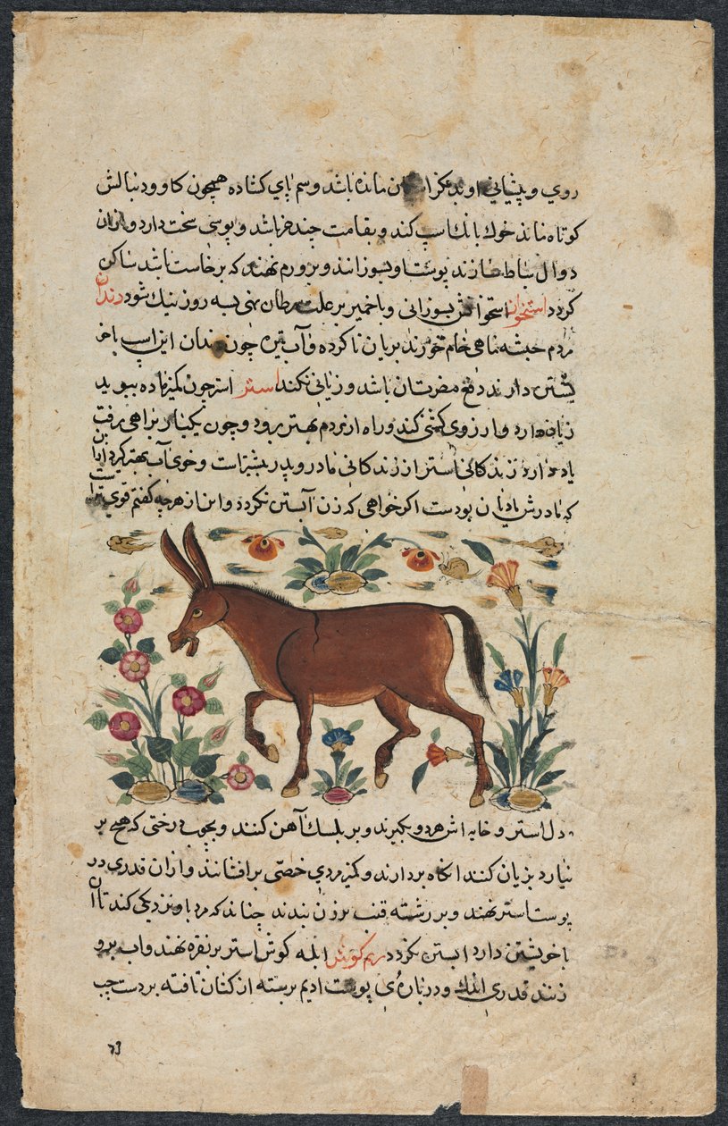 खार (गधा), नुजहत-नाम-यई अलैहि (काउंसलर की उत्कृष्ट पुस्तक) से शाहमर्दन इब्न अबी-खैर्र द्वारा अज्ञात