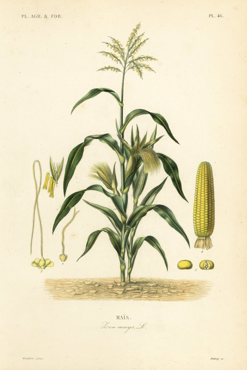 मक्का या मक्का, Zea mays, Mais द्वारा अज्ञात