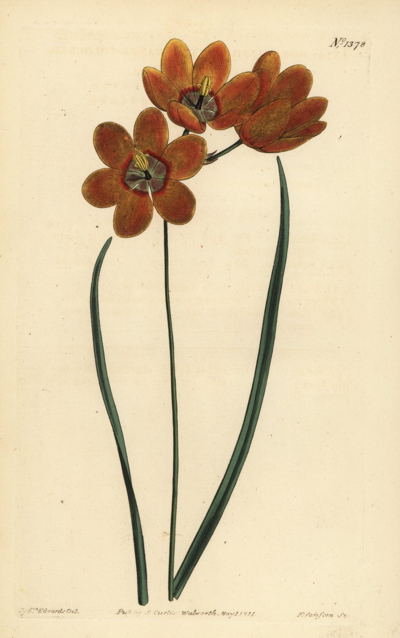 नारंगी रंग का मोनाडेल्फ़स ixia, Ixia monadelpha द्वारा अज्ञात