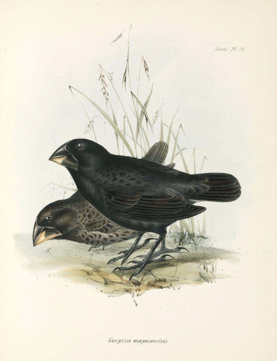 बड़े ग्राउंड फिंच की जोड़ी, गैलापागोस द्वीप समूह, सी 1832-1836 द्वारा अज्ञात