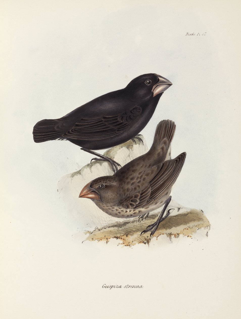 फिंच की जोड़ी, गैलापागोस द्वीप समूह, सी 1832-1836 द्वारा अज्ञात