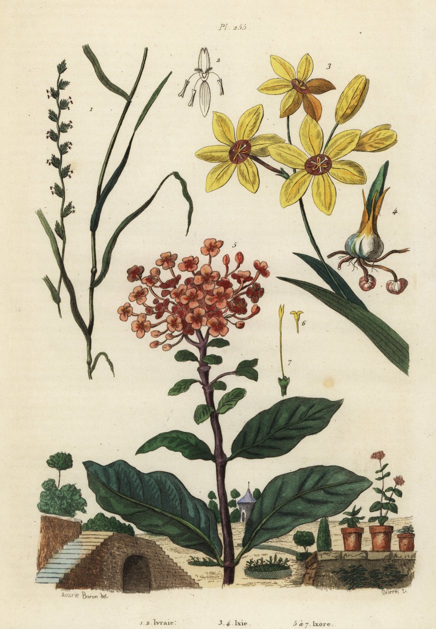 बारहमासी राई घास, लोलियम पेरेन 1,2, धब्बेदार अफ्रीकी मकई लिली, Ixia maculata var द्वारा अज्ञात