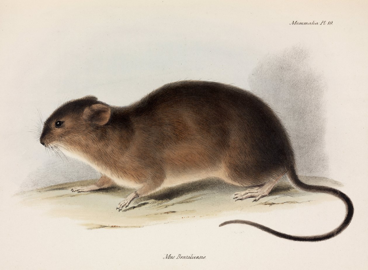 चूहा, दक्षिण अमेरिका, सी 1832-1836 द्वारा अज्ञात