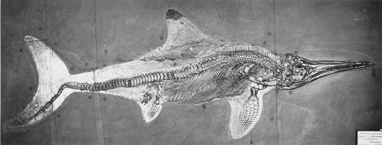 Stenopterygius megacephalus (द ऑक्सफोर्ड इचथ्योसौर) ने Nr पाया। स्टटगार्ट, जर्मनी, अपर लिआस पीरियड द्वारा अज्ञात