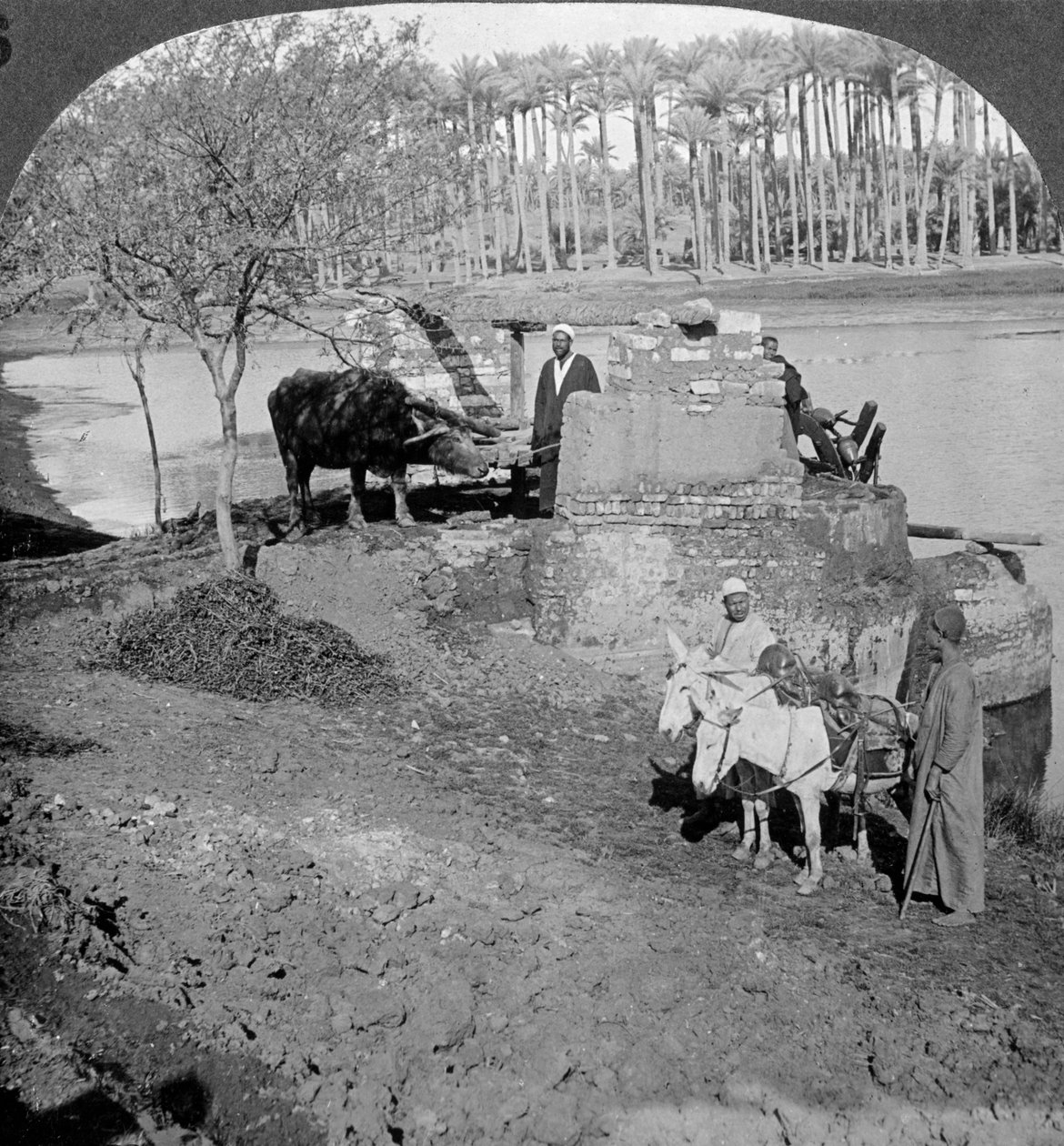 मिस्र का एक सेकीह, या बैल चालित बाल्टी पंप, मिस्र, 1905। द्वारा अंडरवुड और अंडरवुड