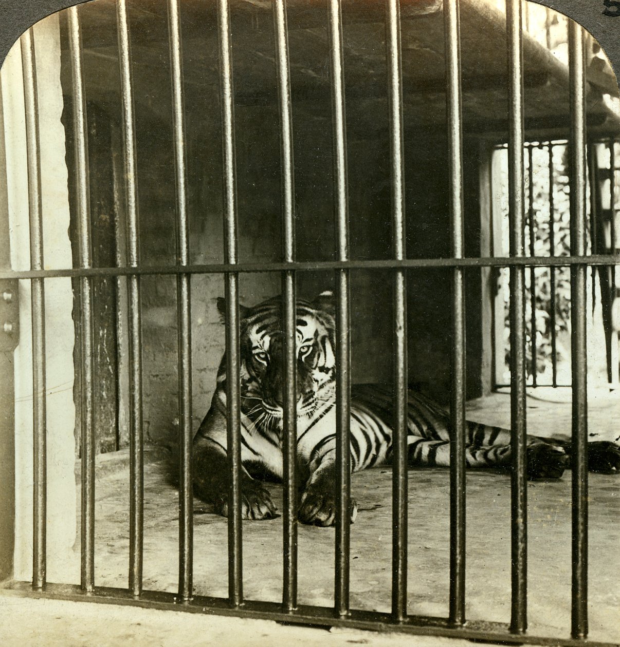 आदमखोर बाघ को 200 मौतों के लिए दोषी ठहराया, कलकत्ता, भारत, c1903। द्वारा अंडरवुड और अंडरवुड