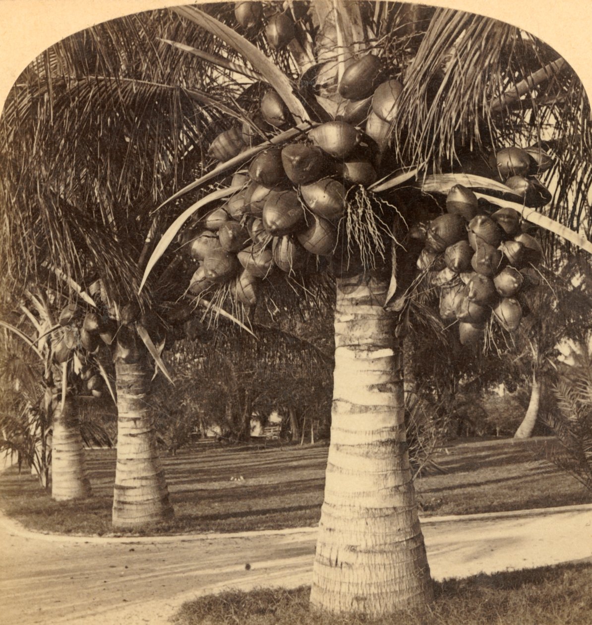 कोकोनट पेड़ फ्लोरिडा की सफेद रेत में। यूएसए, c1900। द्वारा अंडरवुड और अंडरवुड