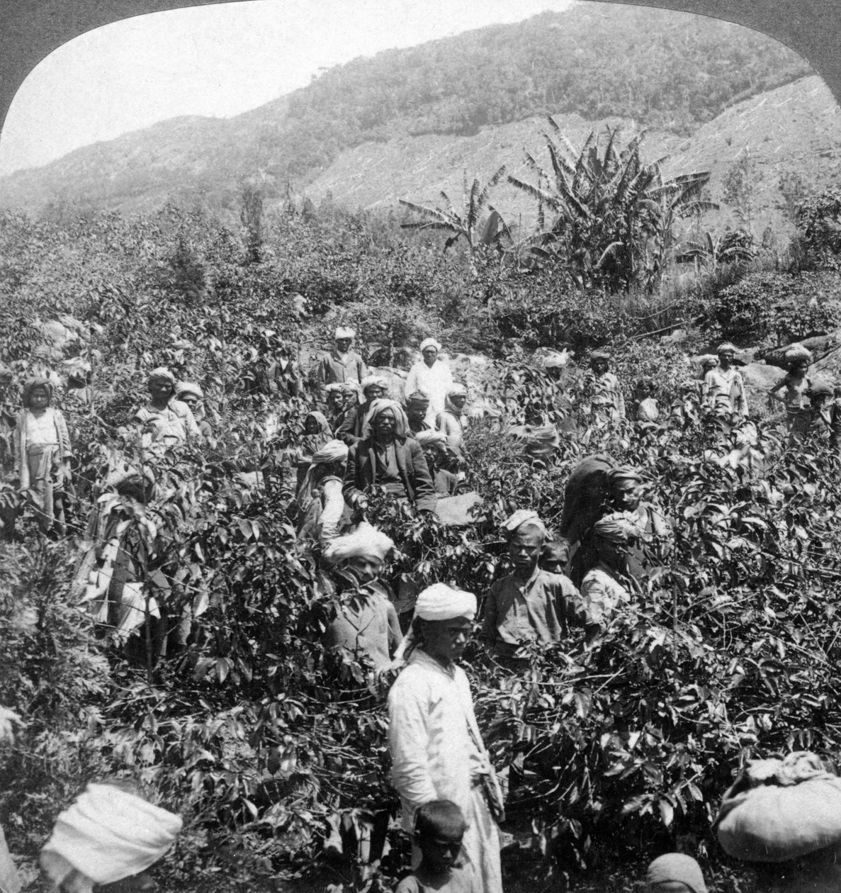 सर थॉमस लिप्टन एस्टेट, डंबुटेन, श्रीलंका, 1903 पर कॉफी उठाते हुए। द्वारा अंडरवुड और अंडरवुड