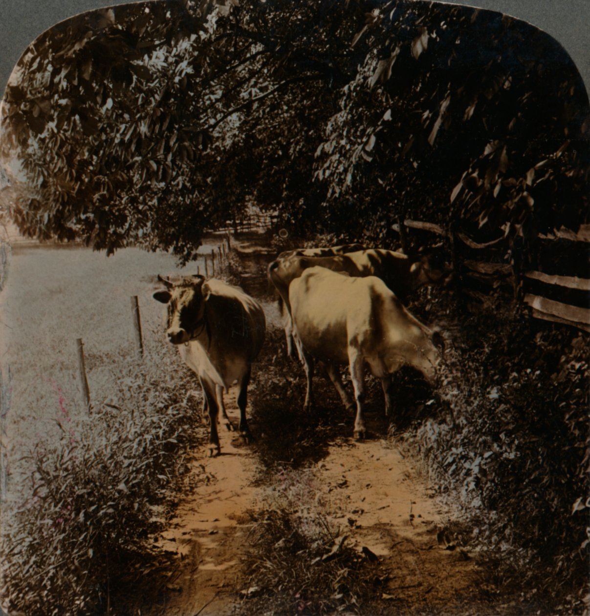 दूध देने के समय गाय घर आती है, c1900। कलाकार: एल्मर अंडरवुड, बर्ट एलियास अंडरवुड। द्वारा अंडरवुड और अंडरवुड