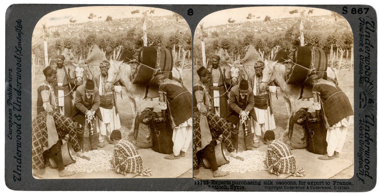 फ्रांस, एंटिओक, सीरिया, 1900 के दशक के निर्यात के लिए रेशम कोकून खरीदने वाले विशेषज्ञ। द्वारा अंडरवुड और अंडरवुड