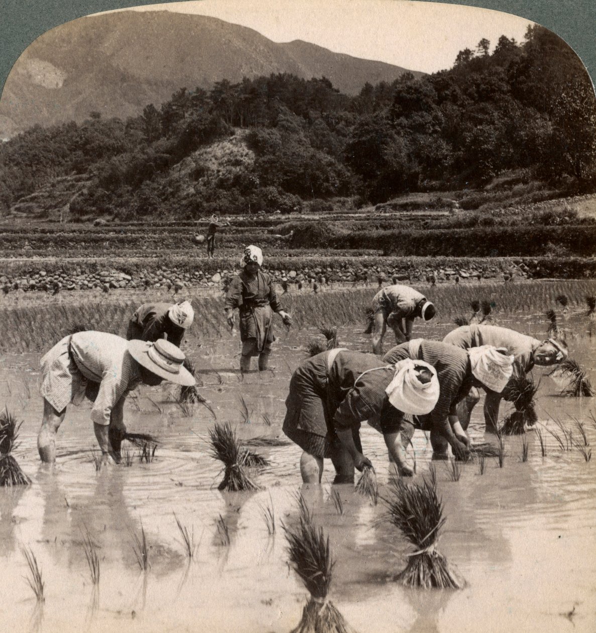 क्योटो, जापान, 1904 के पास चावल की शूटिंग के प्रत्यारोपण वाले खेत मजदूर द्वारा अंडरवुड और अंडरवुड