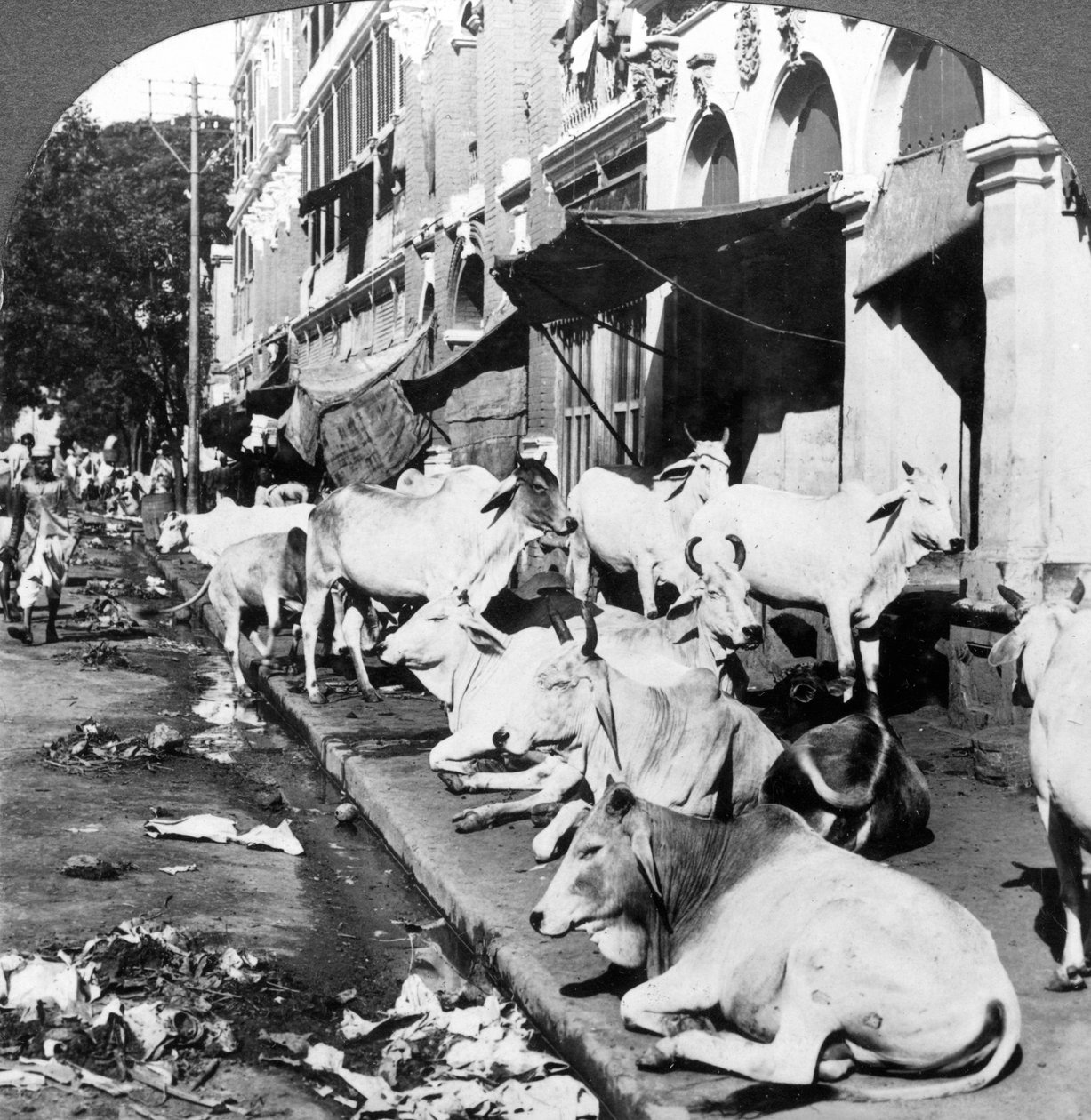 1900 के दशक में भारत के कलकत्ता के हैरिसन स्ट्रीट पर हिंदू गायों को जीवन का आनंद कैसे मिलता है। द्वारा अंडरवुड और अंडरवुड