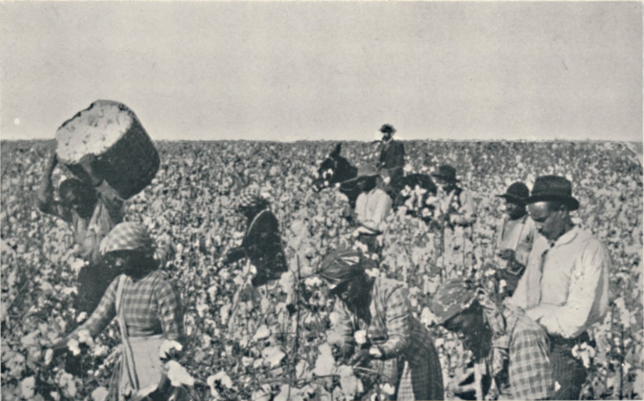 पिकिंग कॉटन, 1916 द्वारा अंडरवुड और अंडरवुड