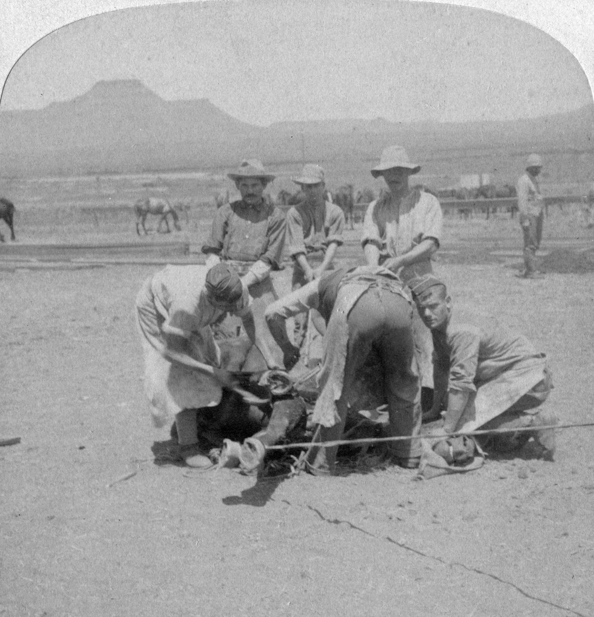 नाउपोपोर्ट, दक्षिण अफ्रीका, बोअर युद्ध, 1900 में घोड़ों को जूता मारना द्वारा अंडरवुड और अंडरवुड