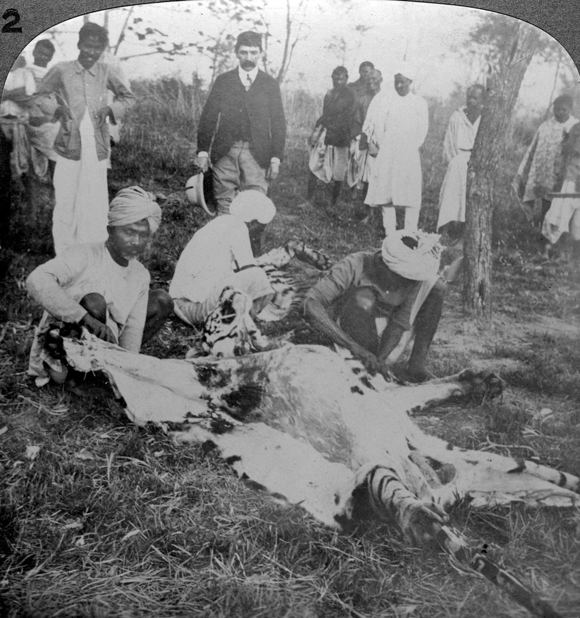 एक मृत बाघ की त्वचा, कूच बिहार के महाराज की शूटिंग, c1900s। द्वारा अंडरवुड और अंडरवुड