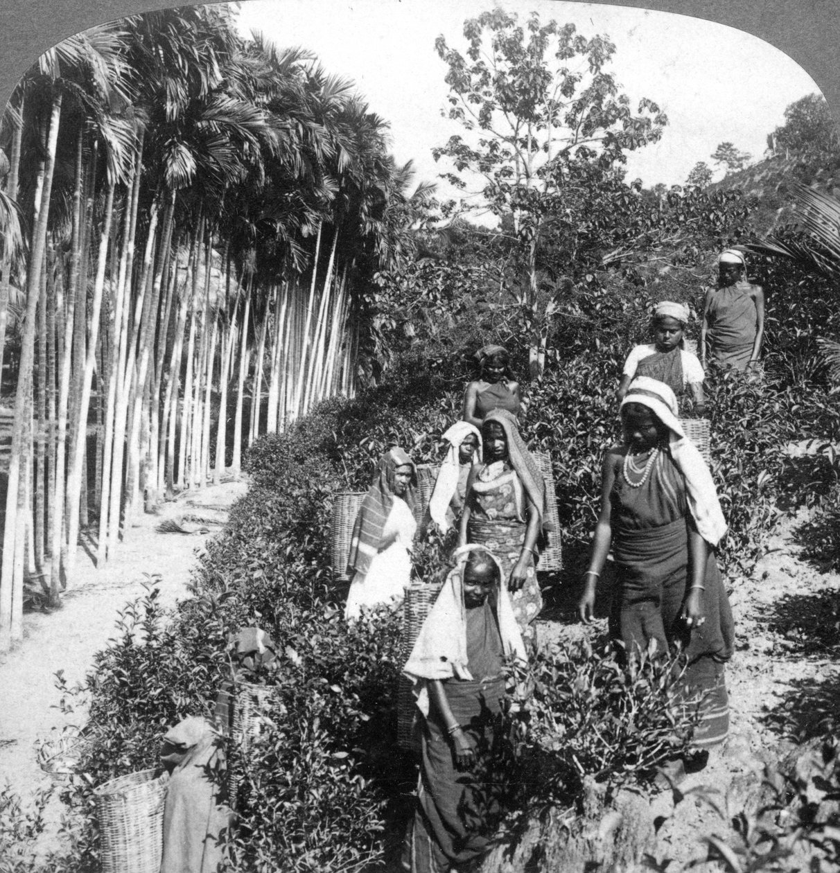 तमिल महिलाएँ सर थॉमस लिप्टन एस्टेट, पोलगावेला, श्रीलंका, 1903 पर चाय लेती हैं। द्वारा अंडरवुड और अंडरवुड