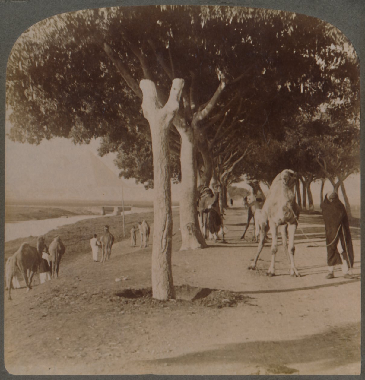 पिरामिड, मिस्र के लिए सड़क, 1896। द्वारा अंडरवुड और अंडरवुड