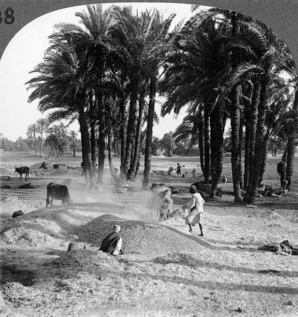 थ्रेसिंग के बाद अनाज की जीतना, मिस्र, 1905। द्वारा अंडरवुड और अंडरवुड