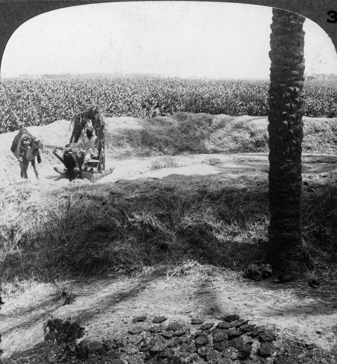 मिस्र में थ्रेसिंग, 1905। द्वारा अंडरवुड और अंडरवुड