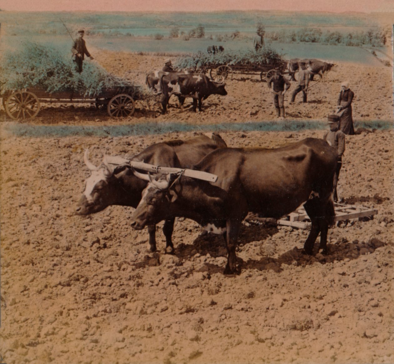 जाँकोपिंग, स्वीडन, 1905 के पास एक खेत में काम पर अपने मवेशियों के साथ मितव्ययी देश-लोक: कलाकार: एल्मर अंडरवुड, बर्ट एलियास अंडरवुड। द्वारा अंडरवुड और अंडरवुड