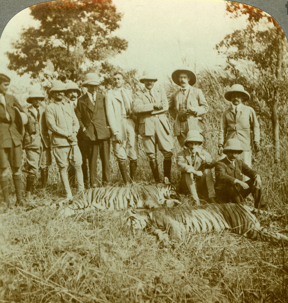 टाइगर शिकार, कूच बिहार, पश्चिम बंगाल, भारत, c1900s। द्वारा अंडरवुड और अंडरवुड
