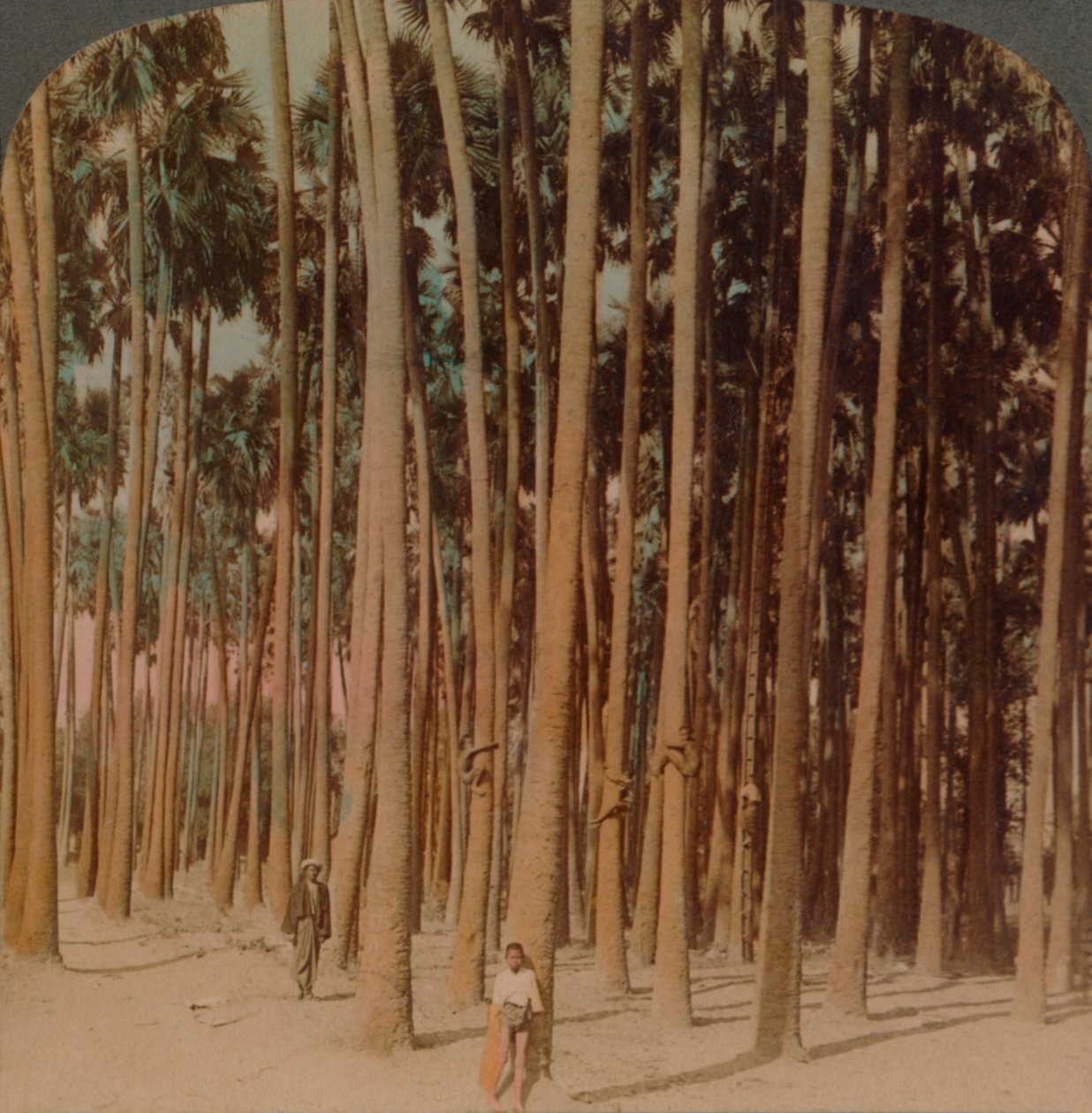 टोडी हथेलियाँ 100 फुट लम्बी, बुतपरस्त, बर्मा, 1907. कलाकार: एल्मर अंडरवुड, बर्ट एलियास अंडरवुड। द्वारा अंडरवुड और अंडरवुड