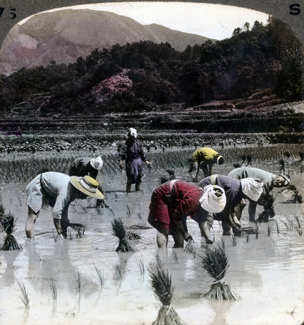 धान के खेत में चावल की रोपाई, 1904। द्वारा अंडरवुड और अंडरवुड