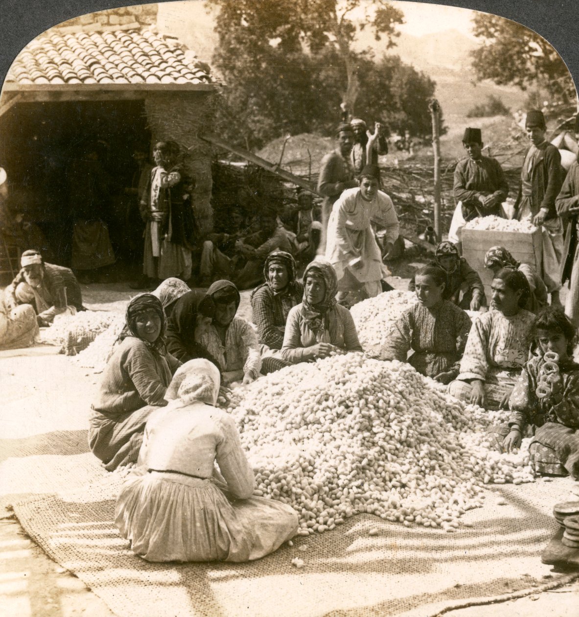 1900 के दशक में रेशम कोकून, एंटिओक, सीरिया के बड़े ढेरों को छांटने वाली महिलाएँ। द्वारा अंडरवुड और अंडरवुड