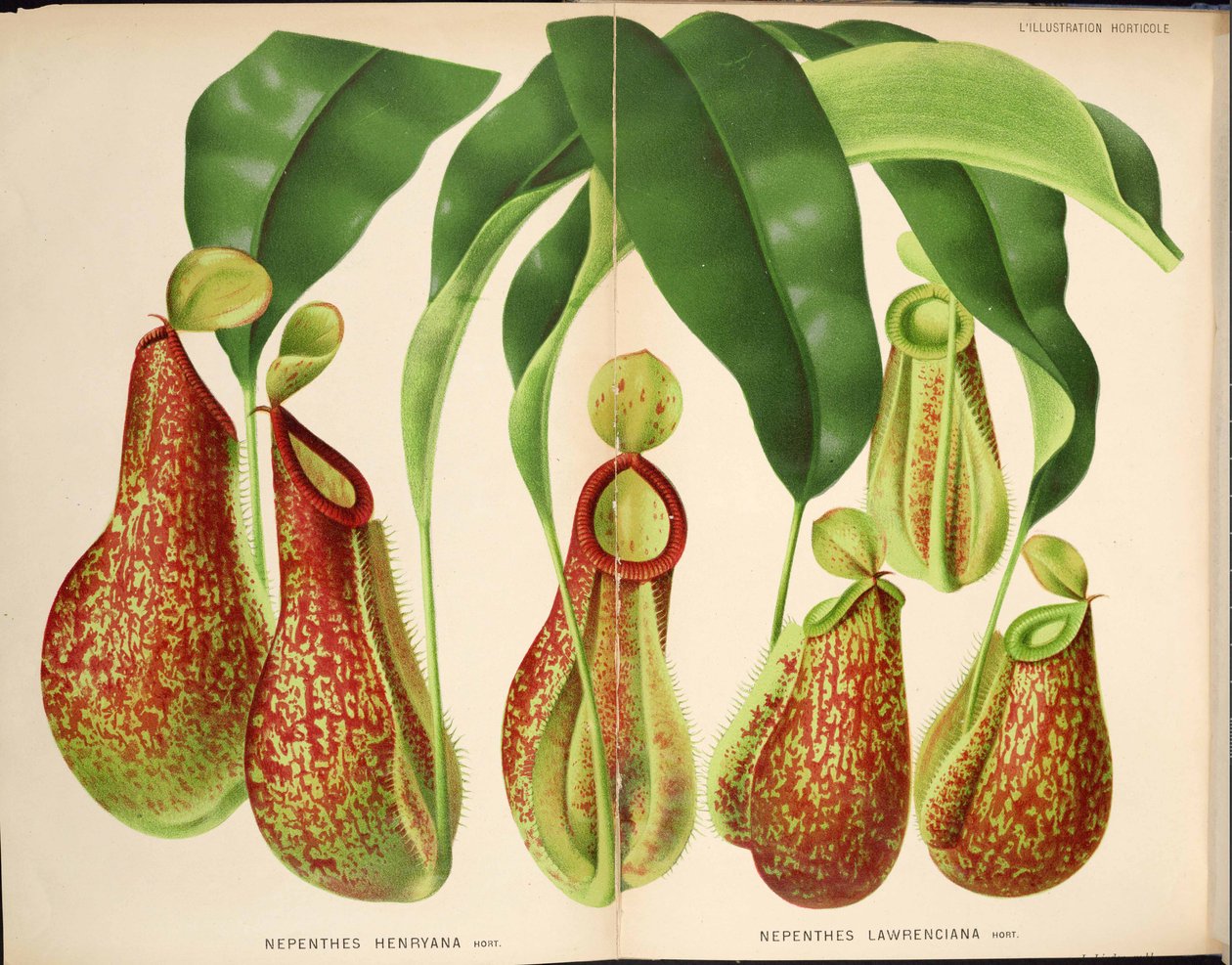 नेपेंथेस हेनरीना और नेपेंथेस लॉरेंकियाना - L&39;Iustustration horticole (1882) द्वारा अज्ञात