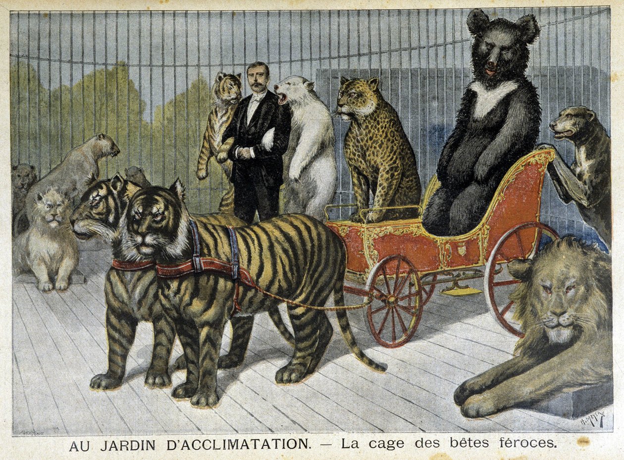 अनुकूलन उद्यान में: क्रूर जानवरों का पिंजरा - 02/06/1895 के "" ले पेटिट जर्नल "" में द्वारा अज्ञात कलाकार