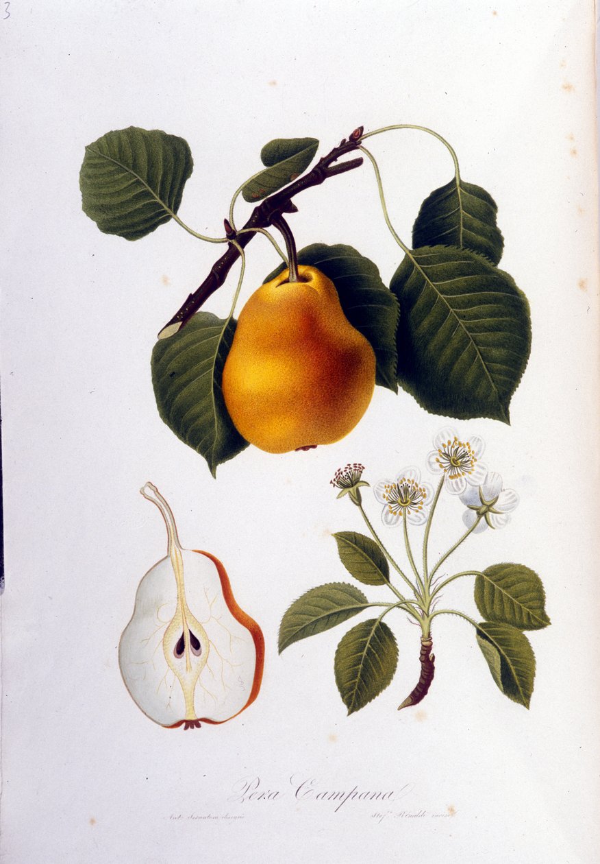 पेरा कैम्पाना का प्रतिनिधित्व करने वाला वानस्पतिक बोर्ड। 1820 - 1822। द्वारा अज्ञात कलाकार