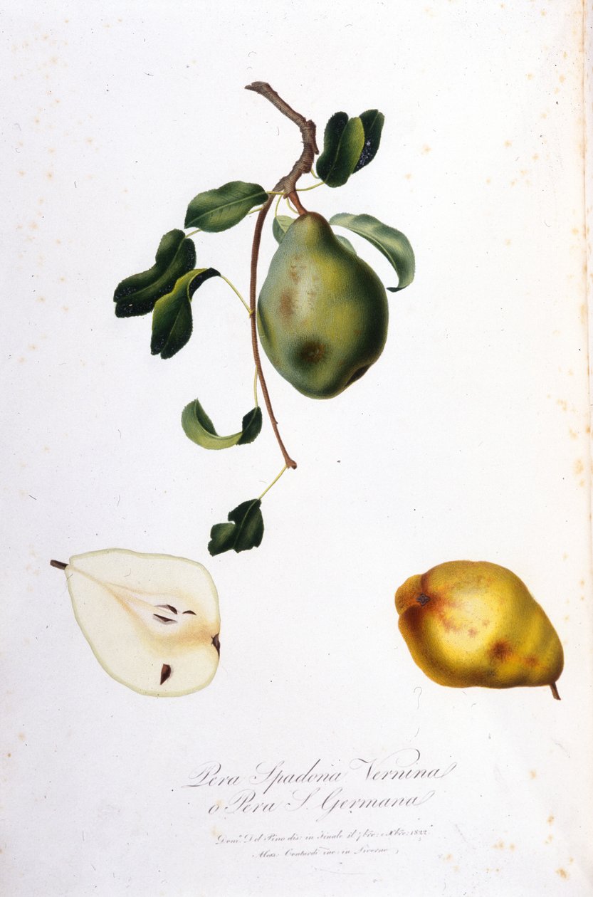 पेरा स्पाडोना का प्रतिनिधित्व करने वाला वानस्पतिक बोर्ड। 1820 - 1822। द्वारा अज्ञात कलाकार