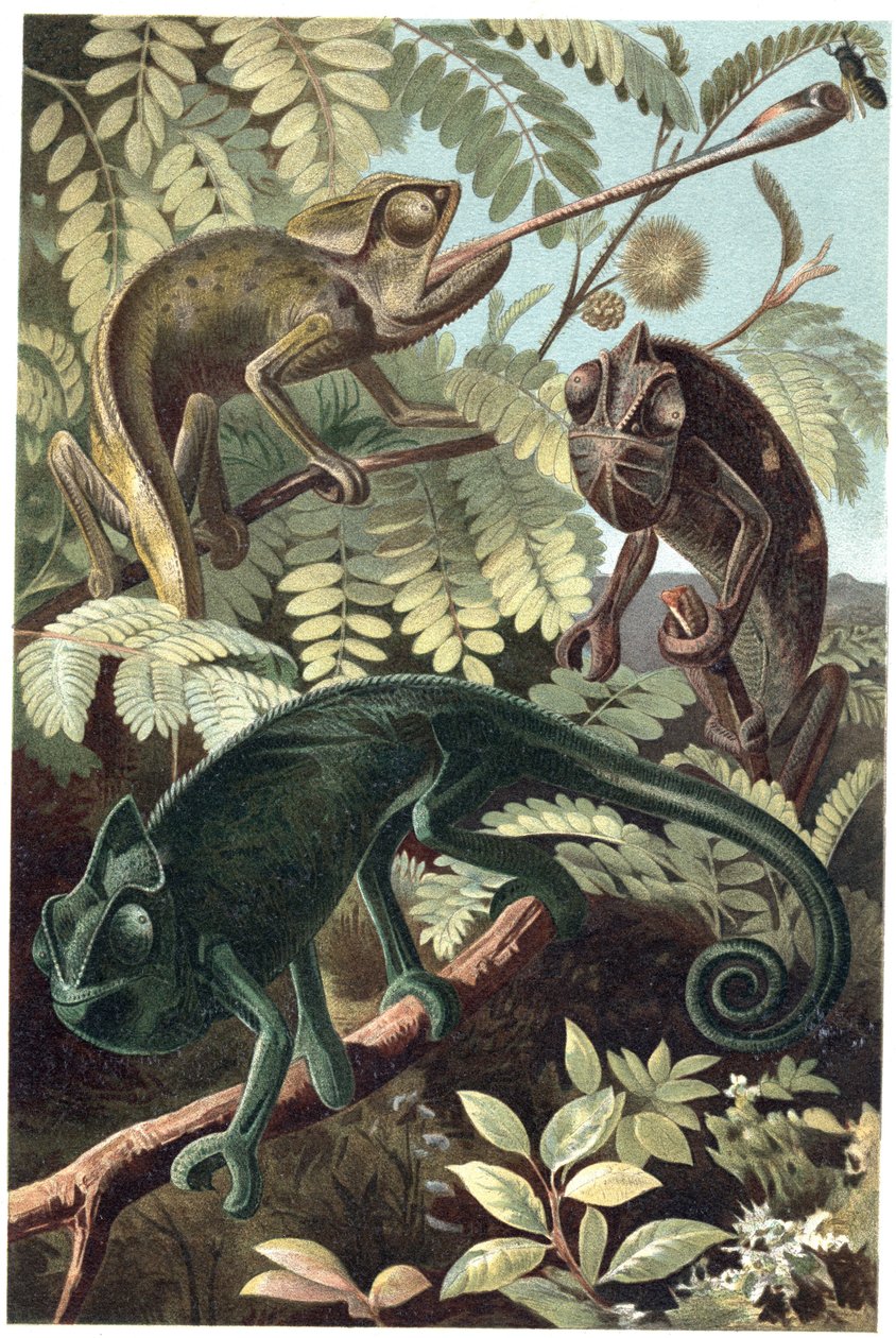 गिरगिट - गिरगिट या गिरगिट (परिवार Chamaeleonidae) - अल्फ्रेड एडमंड ब्रेहम (1829-1884) द्वारा "ब्रेम्स लाइफ ऑफ एनिमल्स" से उत्कीर्णन द्वारा अज्ञात कलाकार