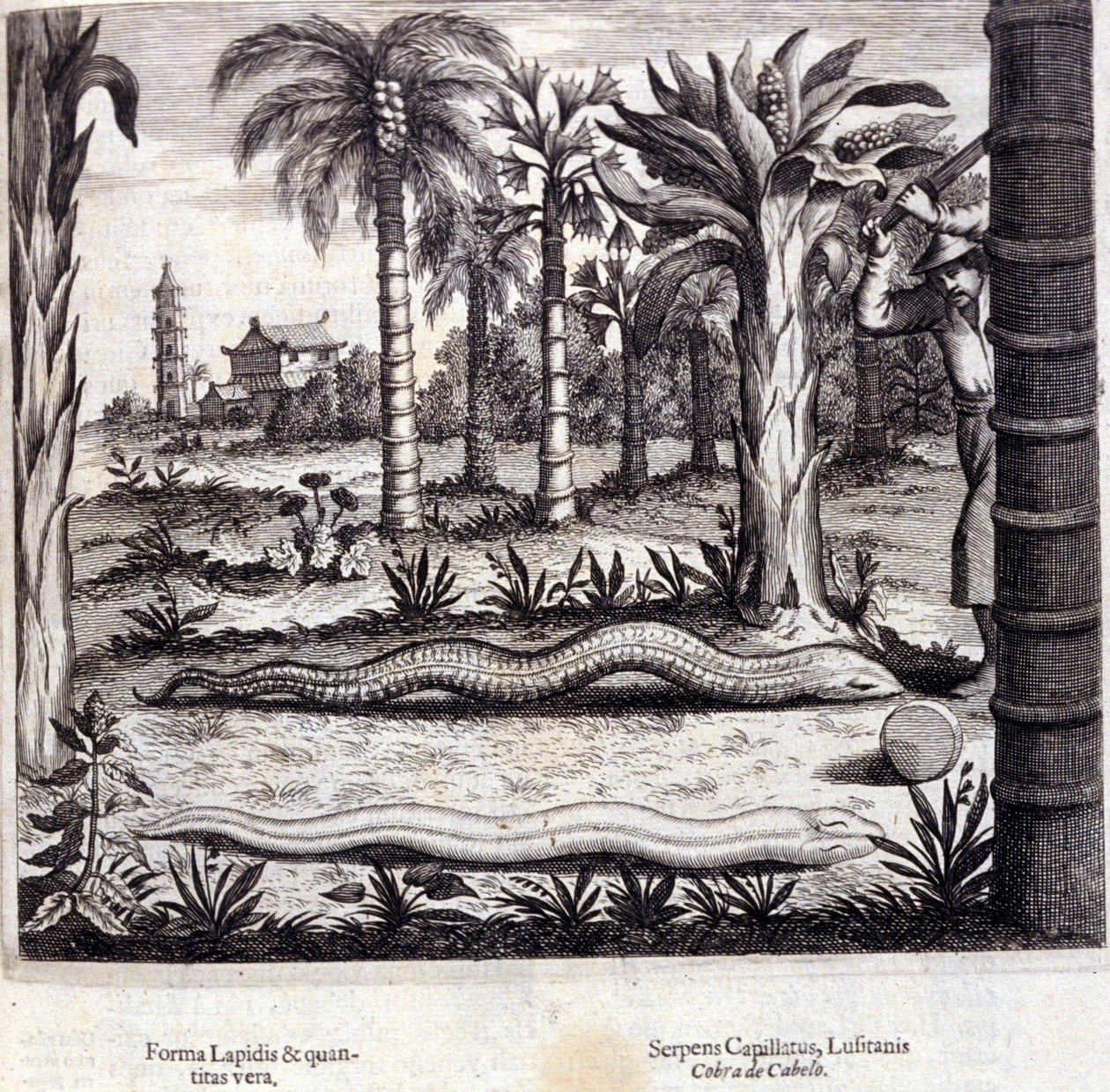 कोबरा और भारत का जहरीला सांप। अथानासियस किरचर (1601 - 1680), जेसुइट, ओरिएंटलिस्ट और जर्मन विद्वान, एम्स्टर्डम 1667 द्वारा "डी चाइना स्मारक"। द्वारा अज्ञात कलाकार