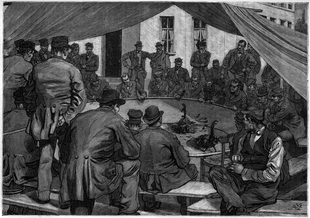1888 में "" ले जर्नल डे ला जेनेसे "" डी 1888 में बेल्जियम में कॉकफाइटिंग। द्वारा अज्ञात कलाकार