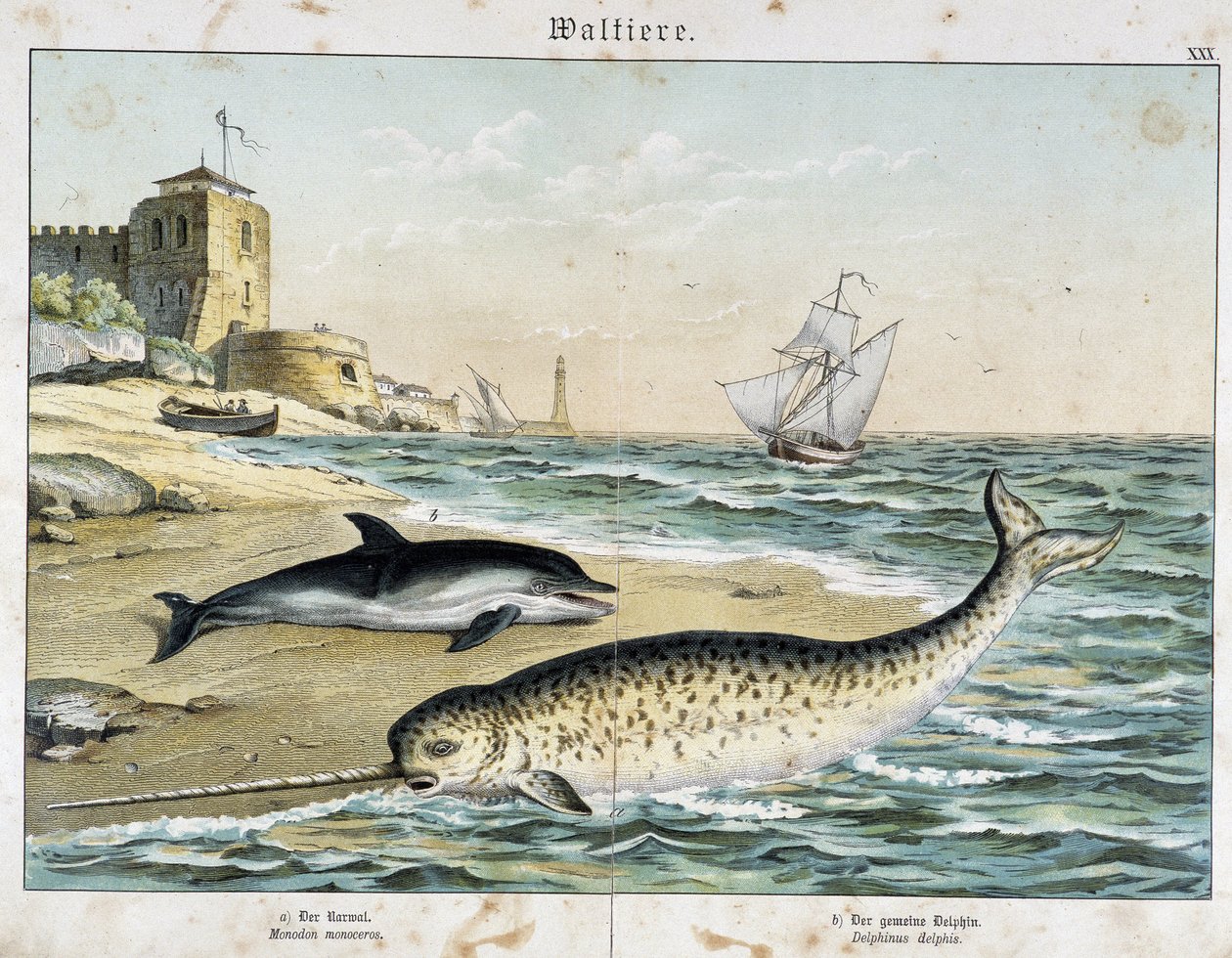 Dauphin and Narval (या Narhwal), a cetacean - "" नेचुरल स्टोरीज़ ऑफ़ मैमल्स" में, एड। श्रेवर द्वारा अज्ञात कलाकार