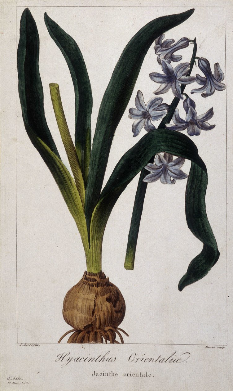 पूर्वी जलकुंभी (Hyacinthus Orientalia) 19 वीं शताब्दी के एशियाई पौधों का वानस्पतिक बोर्ड। द्वारा अज्ञात कलाकार