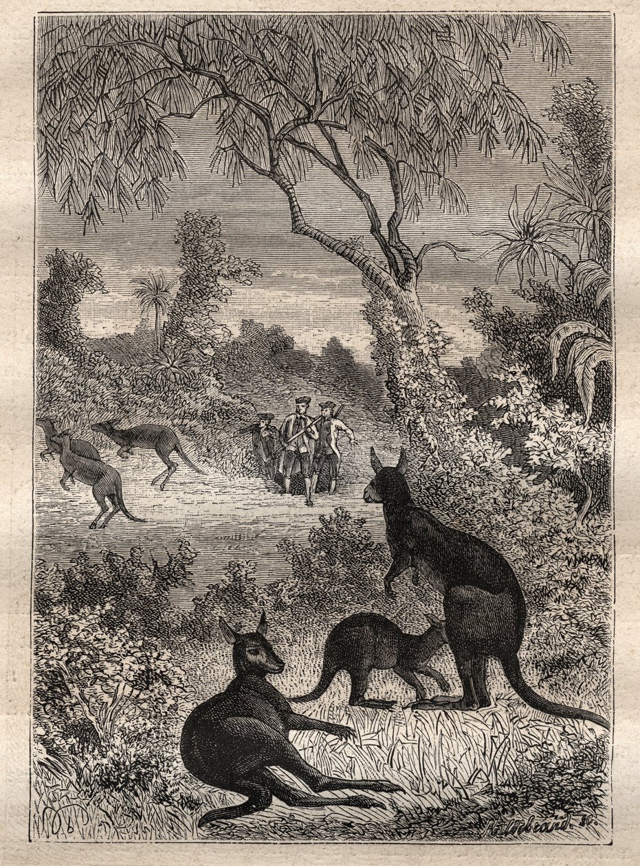 कैप्टन जेम्स कुक (1728-1779) द्वारा पहली यात्रा (1768-1771): नाविकों ने कंगारुओं (ऑस्ट्रेलिया) की खोज की - "18 वीं शताब्दी के महान नाविक" से लिया गया चित्रण द्वारा अज्ञात कलाकार