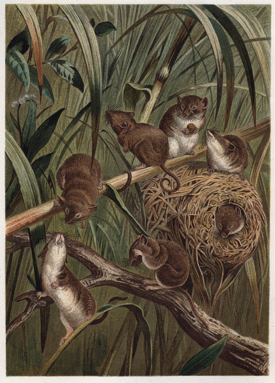 हार्वेस्ट चूहा (या बौना माउस) - यूरेशियन हार्वेस्ट माउस (माइक्रोमिस माइनटस) - अल्फ्रेड एडमंड ब्रेहम (1829-1884) द्वारा "ब्रेम्स लाइफ ऑफ एनिमल्स" से उत्कीर्णन द्वारा अज्ञात कलाकार