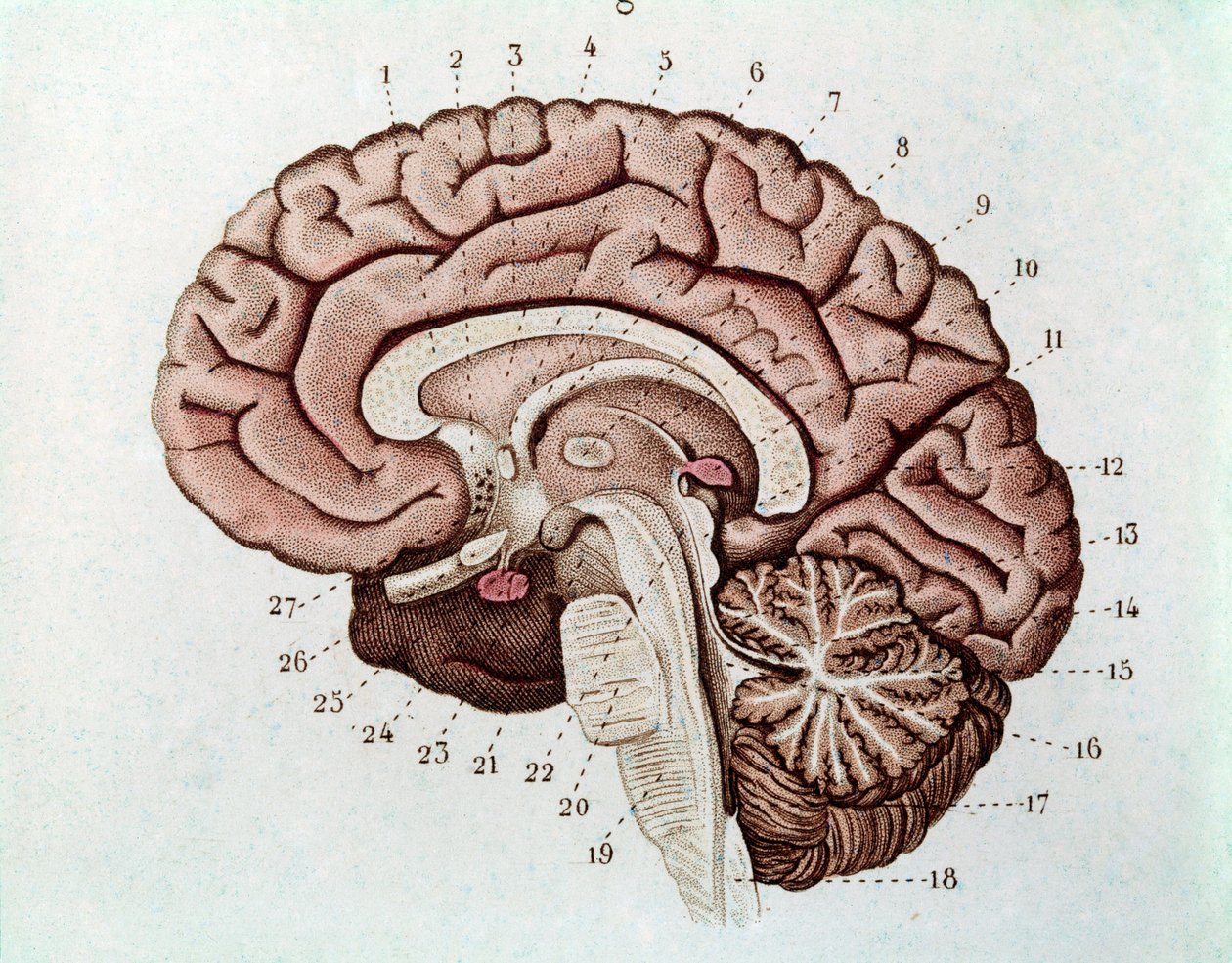 मस्तिष्क गोलार्द्धों और सेरिबैलम के साथ मानव मस्तिष्क खंड (उत्कीर्णन द्वारा अज्ञात कलाकार