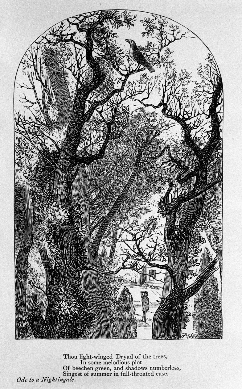 कवि जॉन कीट्स (1795-1821) 19वीं सदी द्वारा "" ओड टू ए नाइटिंगेल "" के लिए चित्रण द्वारा अज्ञात कलाकार