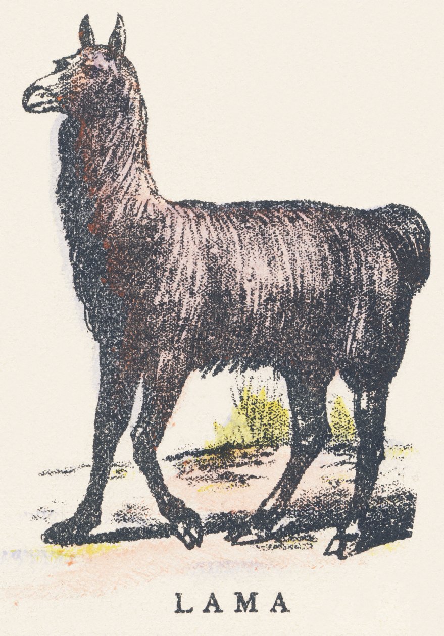 ल: लामा द्वारा अज्ञात कलाकार
