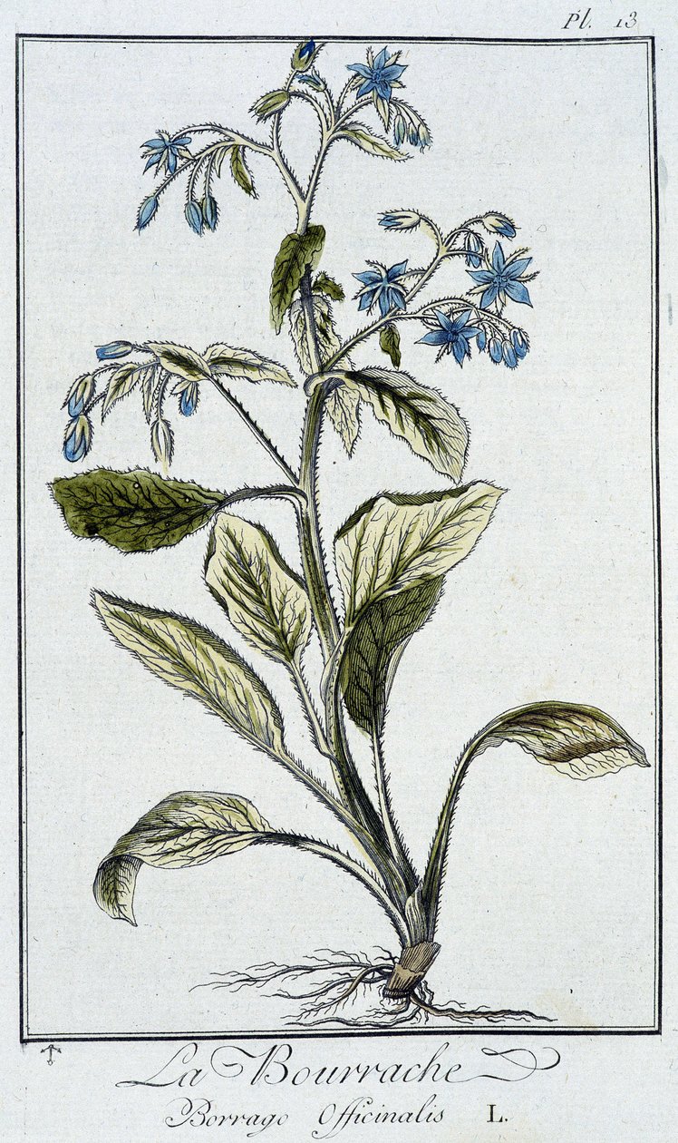 Borage (Borrage Officinalis) - "व्यापारियों के लिए वनस्पति विज्ञान अभ्यास" में, जेसी फिलिबर्ट द्वारा लिखित, इम्प्रिमेरी डी क्रैपलेट, पेरिस द्वारा अज्ञात कलाकार