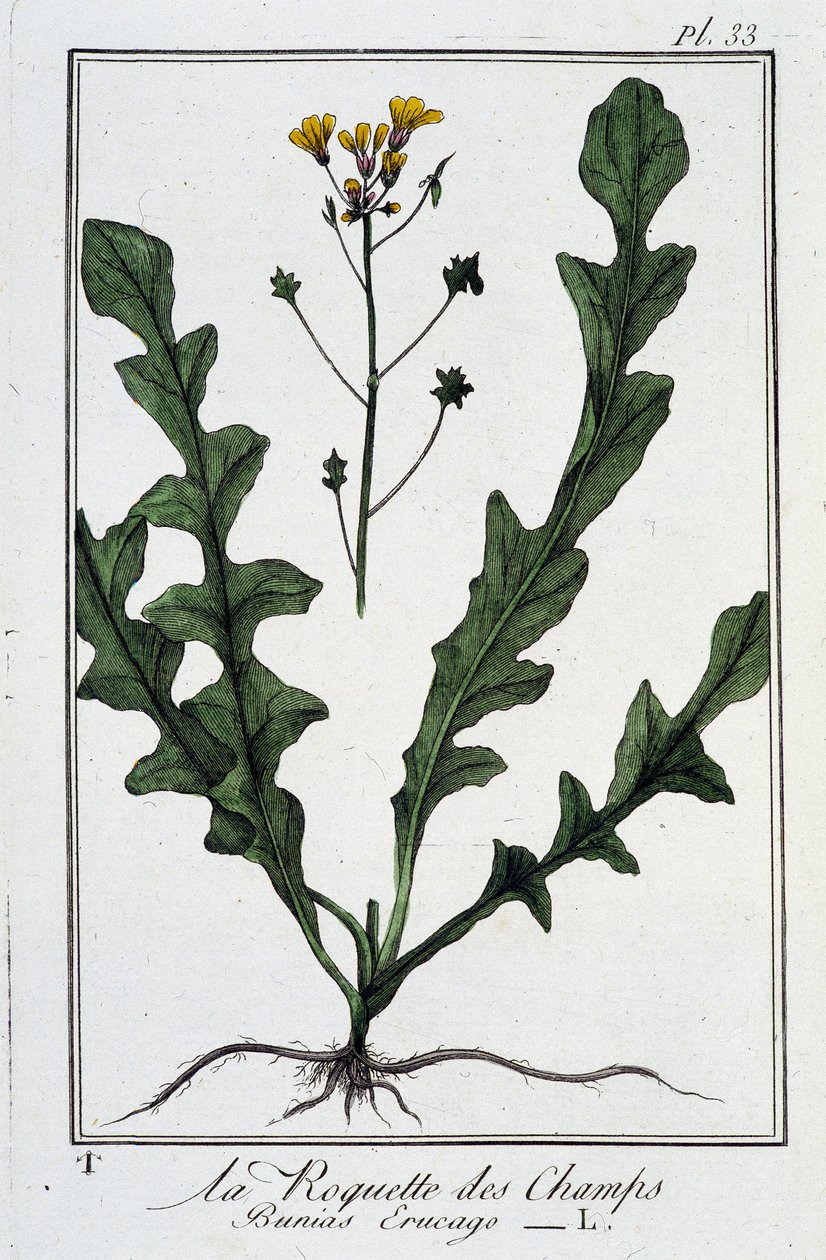 La Roquette des Champs (Bunias Erucago) - "व्यापारियों के लिए वनस्पति विज्ञान अभ्यास" में, जेसी फिलिबर्ट द्वारा लिखित, इम्प्रिमेरी डी क्रैपलेट, पेरिस द्वारा अज्ञात कलाकार