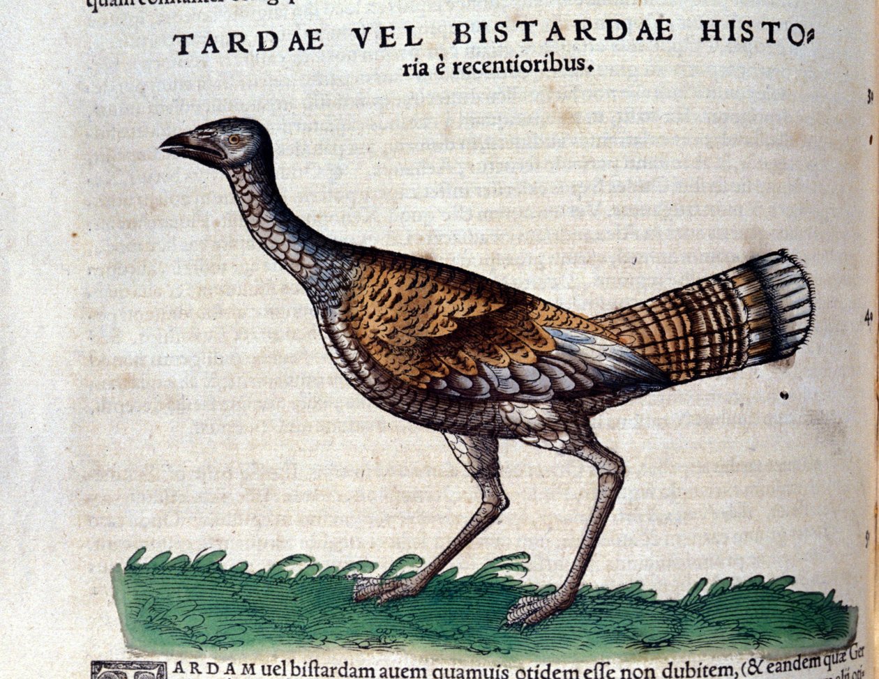 कॉनराड गेस्नर (1516 - 1565), टिगुरिक द्वारा हिस्टोरिया एनिमलियम में एल'बस्टर्ड द्वारा अज्ञात कलाकार