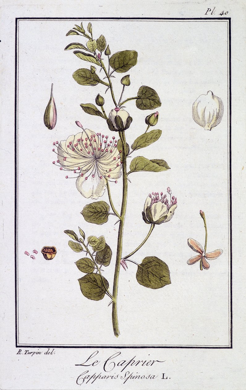 ले कैप्रियर (कैपेरिस स्पिनोसा) - "एक्सरसाइज डी बॉटनी ए ल'यूसेज डेस कॉमर्सेंट्स" में, जेसी फिलिबर्ट द्वारा रिडिज, इम्प्रिमेरी डी क्रैपलेट, पेरिस द्वारा अज्ञात कलाकार