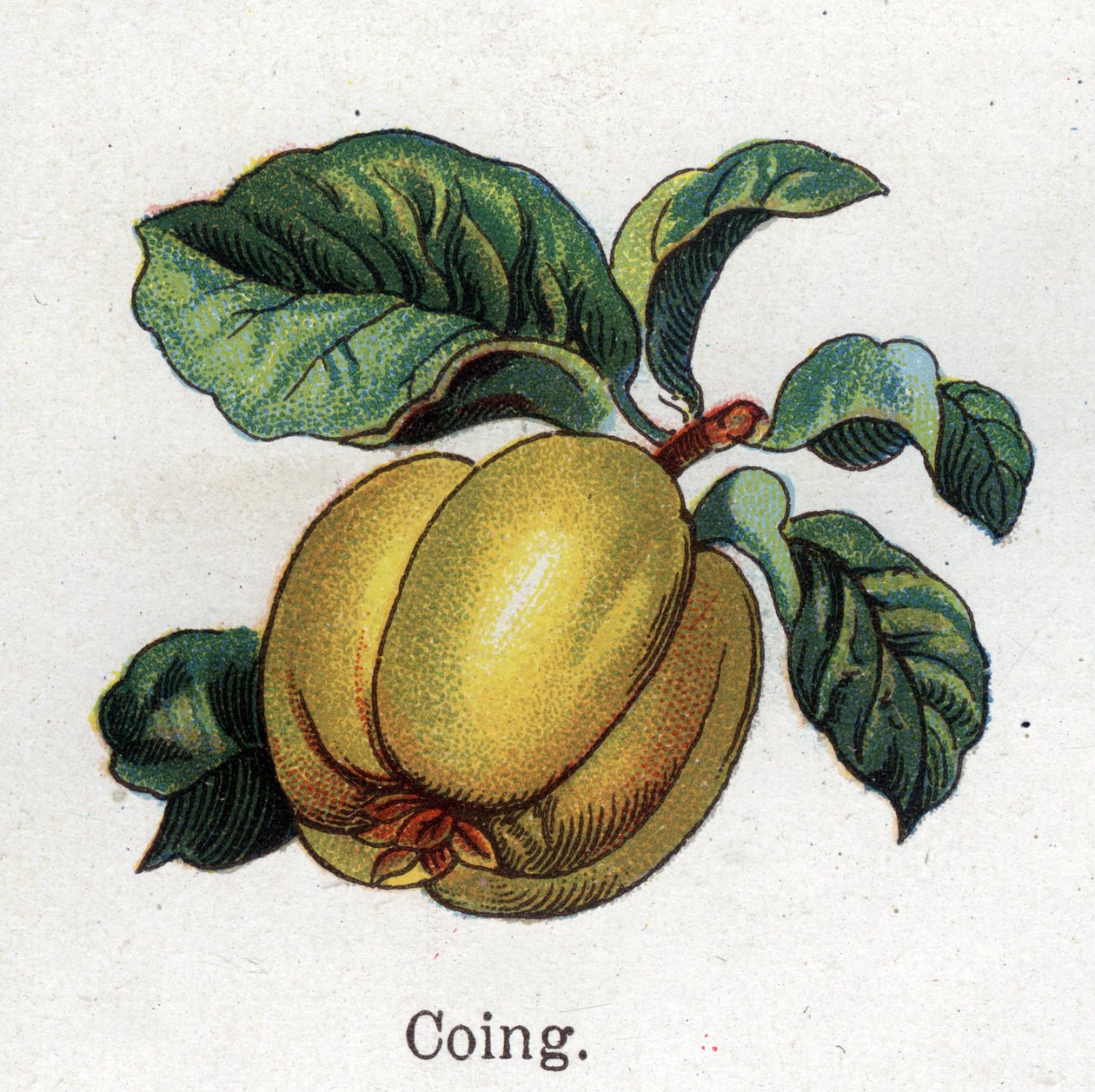 औषधीय और खाद्य वनस्पति पौधे: quince। फ्रेडरिक एडुआर्ड बिल्ज़ (1842-1922) द्वारा "" ला मेडिसिन नेचरले "" में उत्कीर्णन द्वारा अज्ञात कलाकार