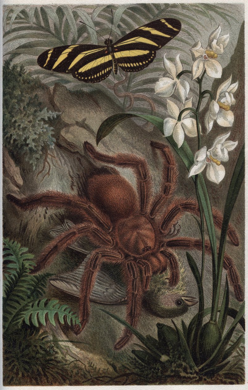 Mygalomorphae (Orthognatha) - अल्फ्रेड एडमंड ब्रेहम (1829-1884) द्वारा "ब्रेम्स लाइफ ऑफ एनिमल्स" से उत्कीर्णन द्वारा अज्ञात कलाकार