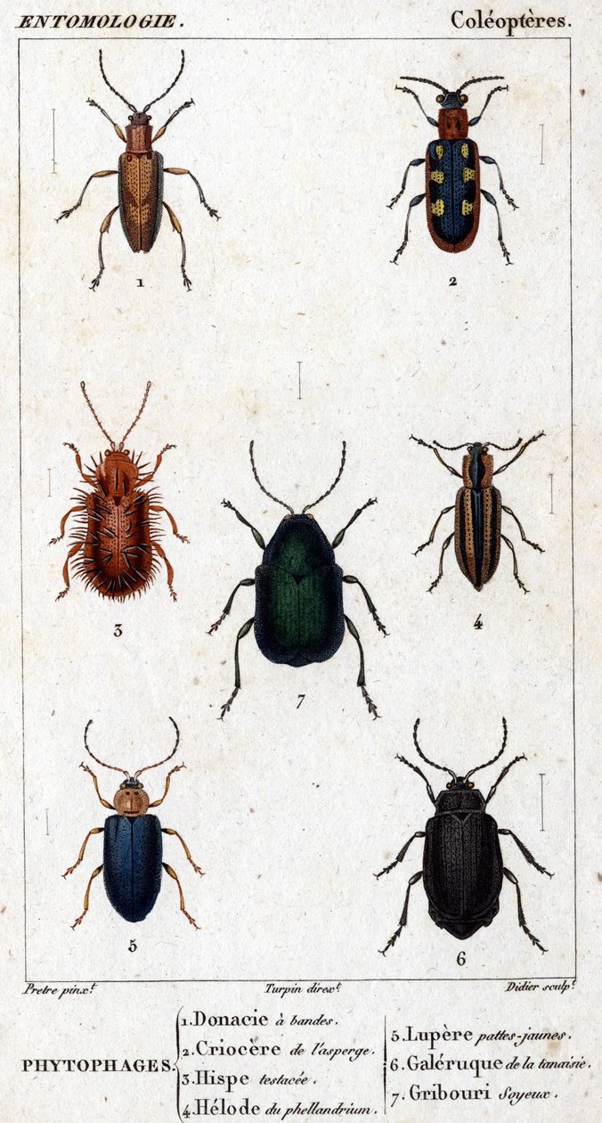 प्राकृतिक इतिहास बोर्ड। कीट विज्ञान। कोलॉप्टर्स का परिवार। Phytophages: 1. बैंडेड डोनासिया; 2. शतावरी क्रियोसेरे; 3. हिस्प परीक्षण किया; 4. फेलैंड्रियम हीलोड; 5. लुपेरे पीले पैर; 6. तानसी गैलरी; 7. सिल्की डूडल। द्वारा अज्ञात कलाकार